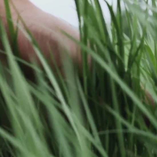 Credence Fresh men's shampoo with vetiver orange and wild lemon scent 300ml"