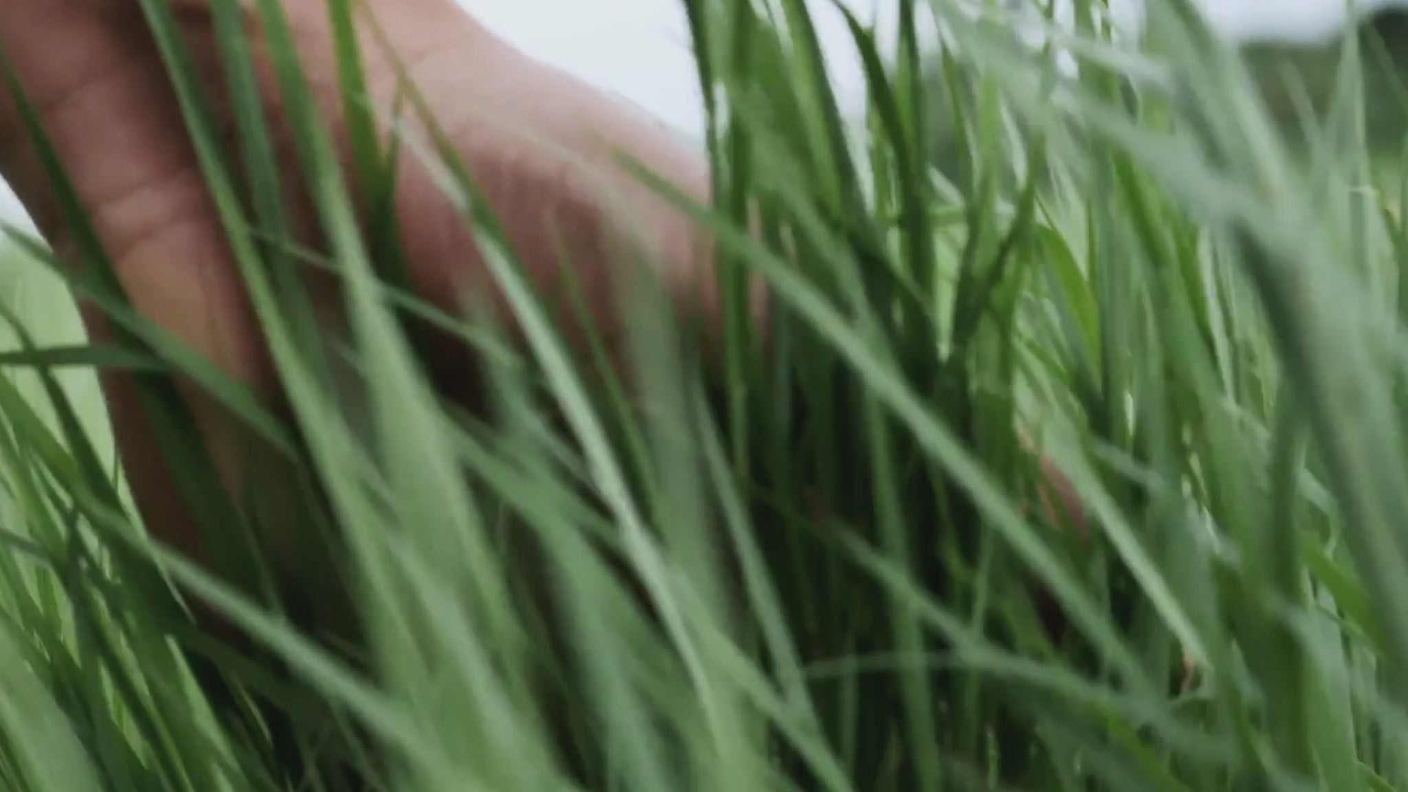 Credence Fresh men's shampoo with vetiver orange and wild lemon scent 300ml"